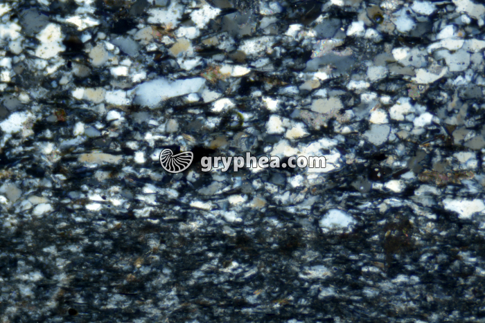 Schiste sédimentaire LPA x50 - gryphea.org